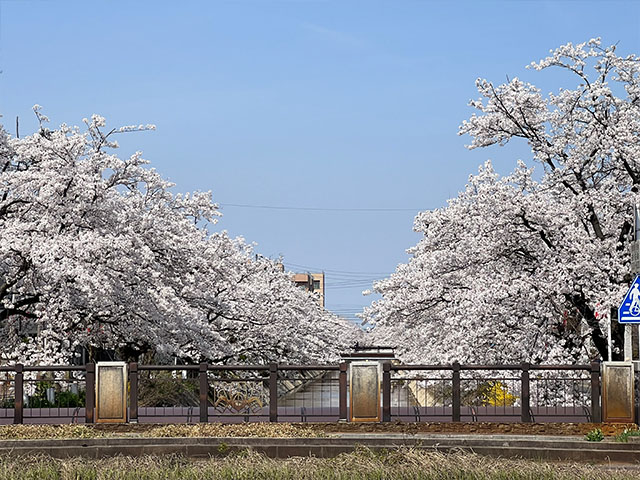 福島江の桜